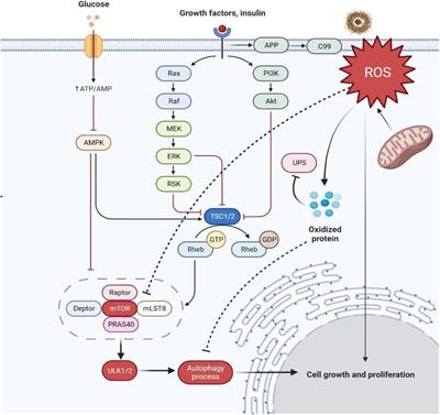 Trilateral association of autophagy, mTOR and Alzheimer’s disease: Potential pathway in the development for Alzheimer’s disease therapy